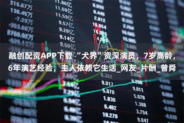 融创配资APP下载 “犬界”资深演员，7岁高龄，6年演艺经验，主人依赖它生活_网友_片酬_曾舜